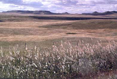 Photo of Northern Great Plains field