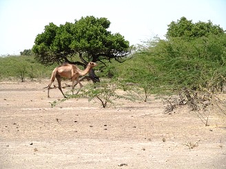 Prosopis encroaching into Afar bush-lands