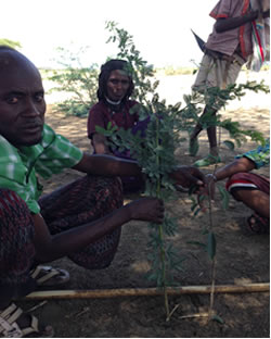 Afar pastoralists displaying two of the region's most problematic invasive species: P. juliflora (L) and C. grandiflora (R)