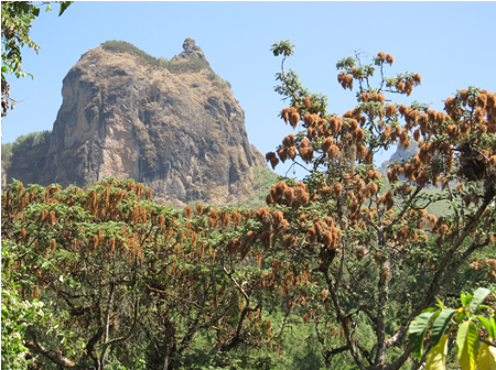 Figure 1.  A male Kosso tree (with pale pink flowers, faded with age) growing in the Bale Mountains of Ethiopia at an elevation of 3,000 meters
