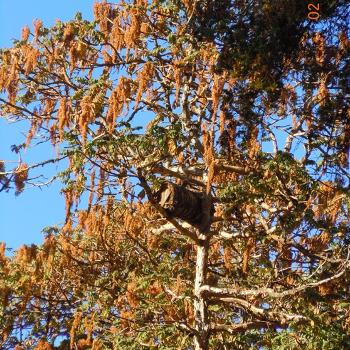 Figure 2.  A traditional Ethiopian bee hive in the branches of a Kosso tree at 3,000 m elevation in the Bale Mountains