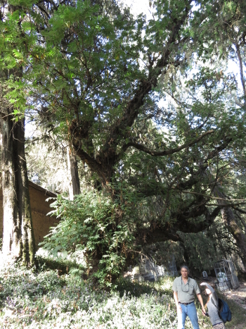 A large Kosso tree growing on the grounds of a monastery near the city of Addis ababa, Ethiopia.  The local priest told us that the tree was planted in the 1870s, at the time when the monastery was built.  Thus, this tree had grown to a diameter of 85 cm over a span of 140 years.  We have observed even larger and apparently older Kosso trees in the Bale Mountains.