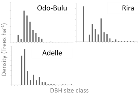 Size frequency of Kosso across three different forests in the Bale Mountains. Notice the missing size classes for the smaller DBH (diameter at breast height) individuals.