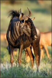 Wildebeest looking right