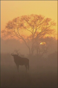 Wildebeest in mist
