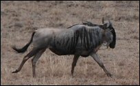 Wildebeest running