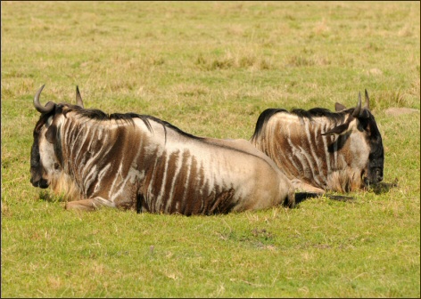 Resting wildebeest