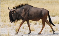 Wildebeest walking
