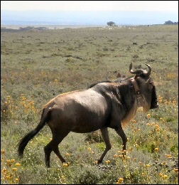 Wildebeest portrait