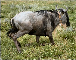Wildebeest portrait
