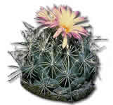 Bunched Cory Cactus