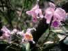 Cattleya_mssiae.jpg (36,956 bytes)