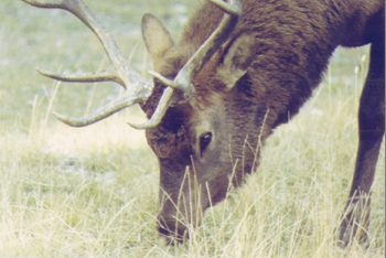 Elk grazing photo