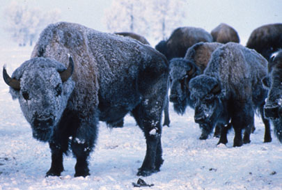 Photo of Bison at National Elk Refuge, WY