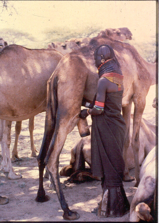 Woman milking camel in South Turkana, Kenya